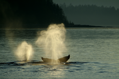 two whales spouting off a forested shore